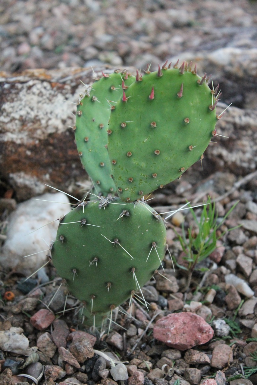 cactus cacti southwest free photo