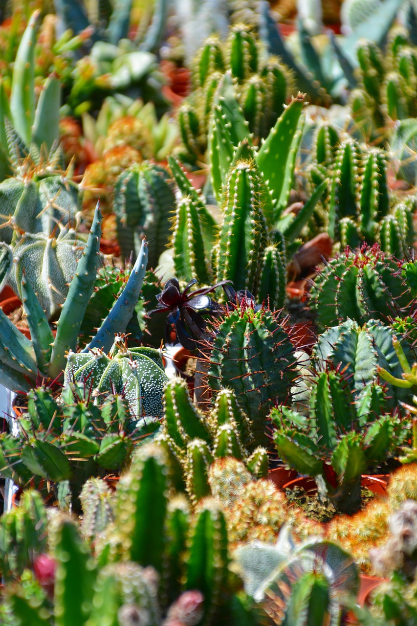 cactus sokkulenten plants green free photo