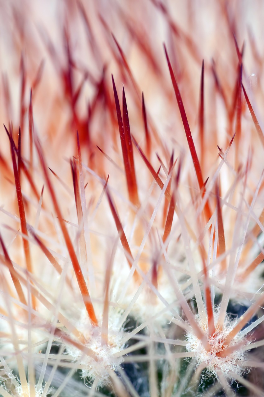 cactus colic flower free photo