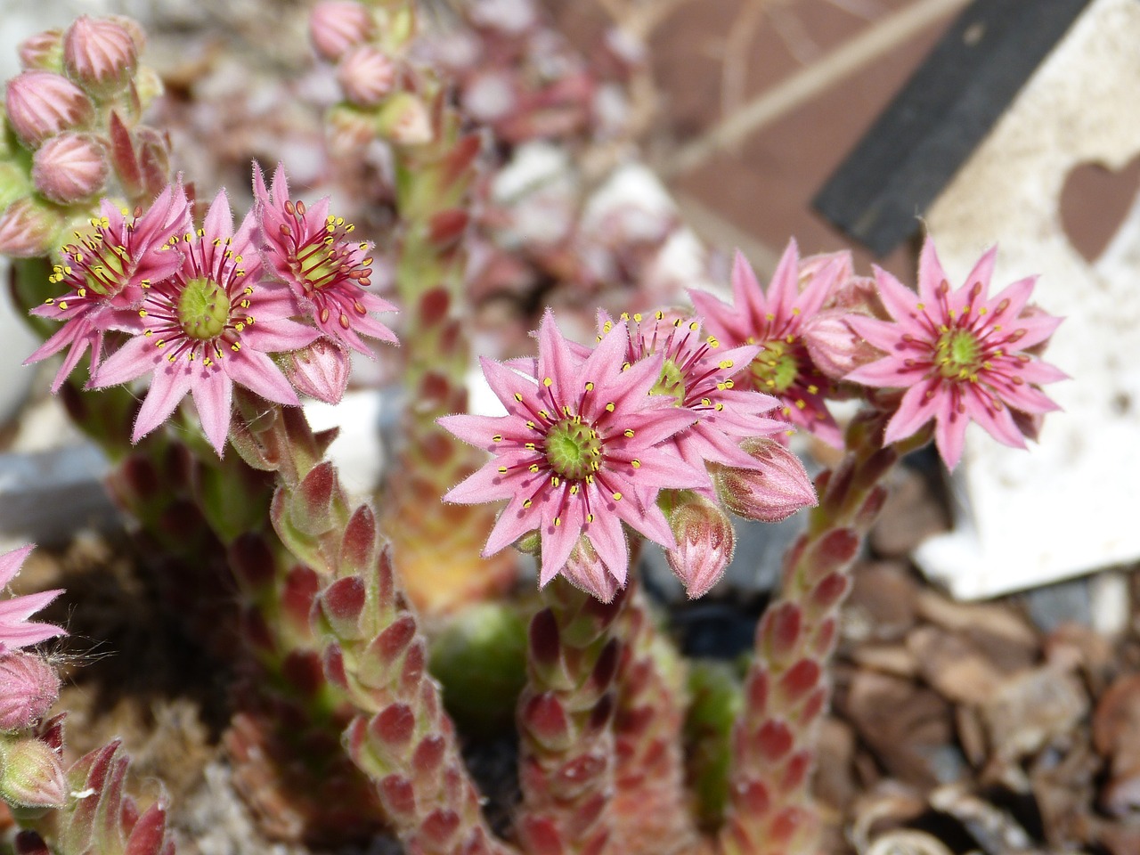 cactus dry plant free photo