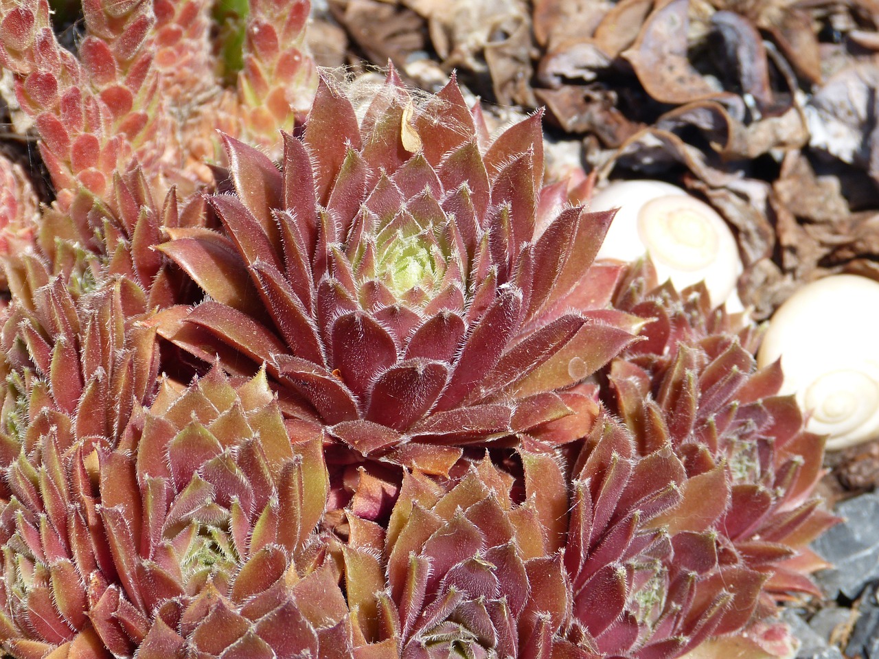 cactus close red free photo