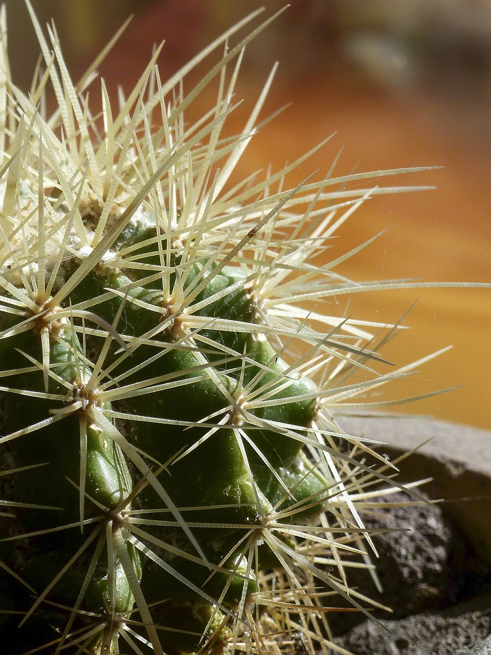 cactus plant thorns free photo