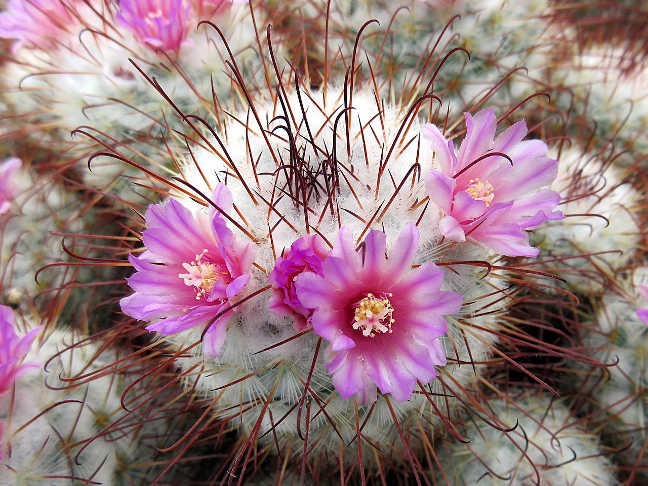 cactus flower violet free photo