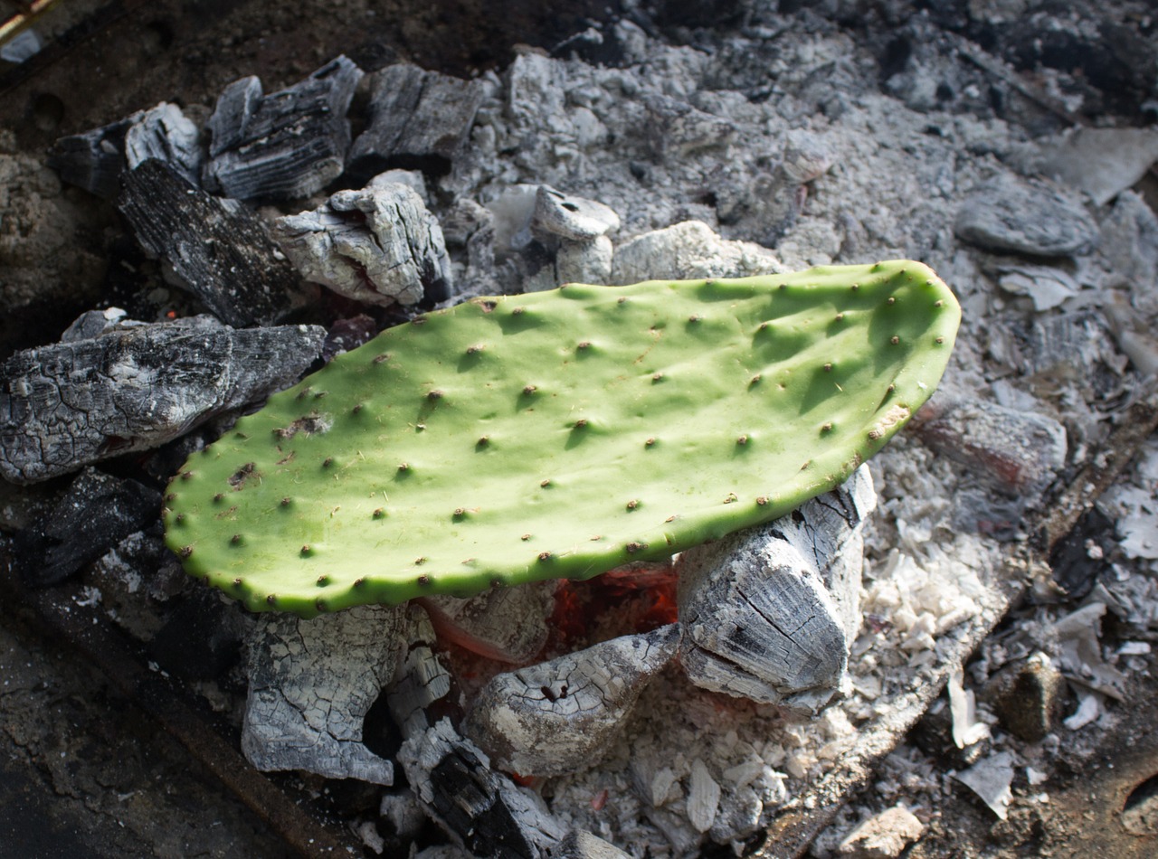 cactus prickly pear leaf free photo