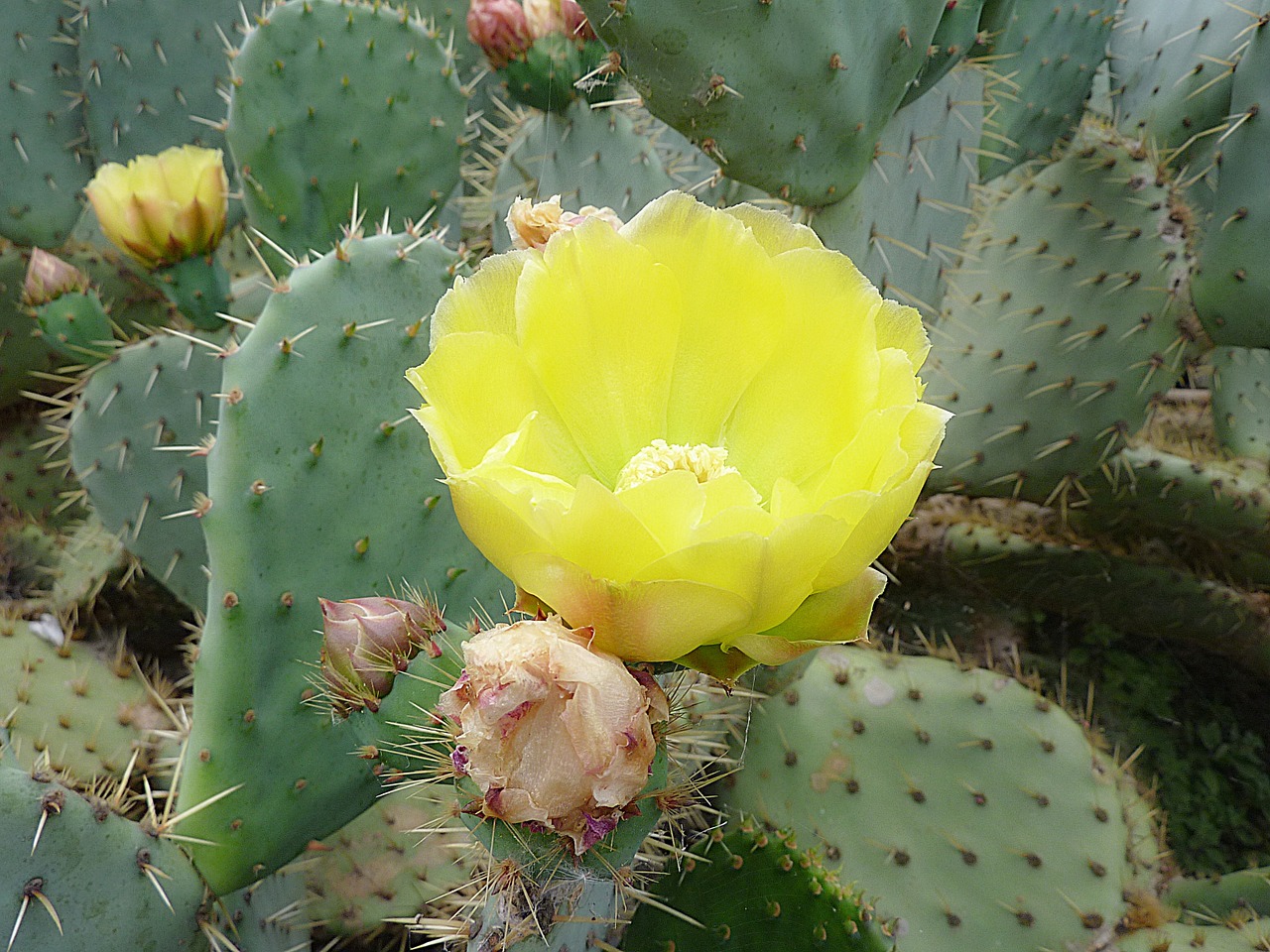 cactus flower thorns free photo