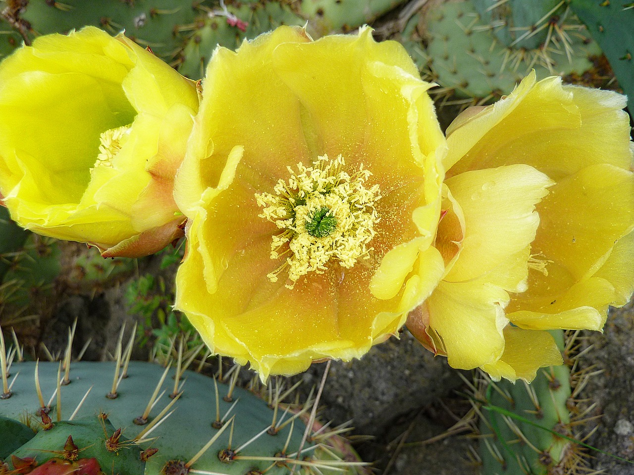 cactus flower yellow free photo