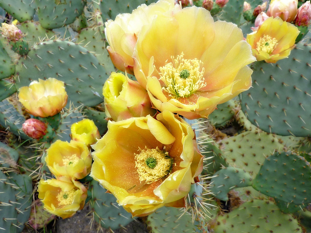 cactus flower thorns free photo