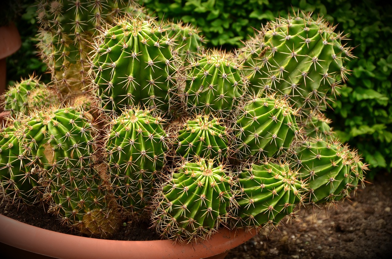 cactus desert cactus prickly free photo