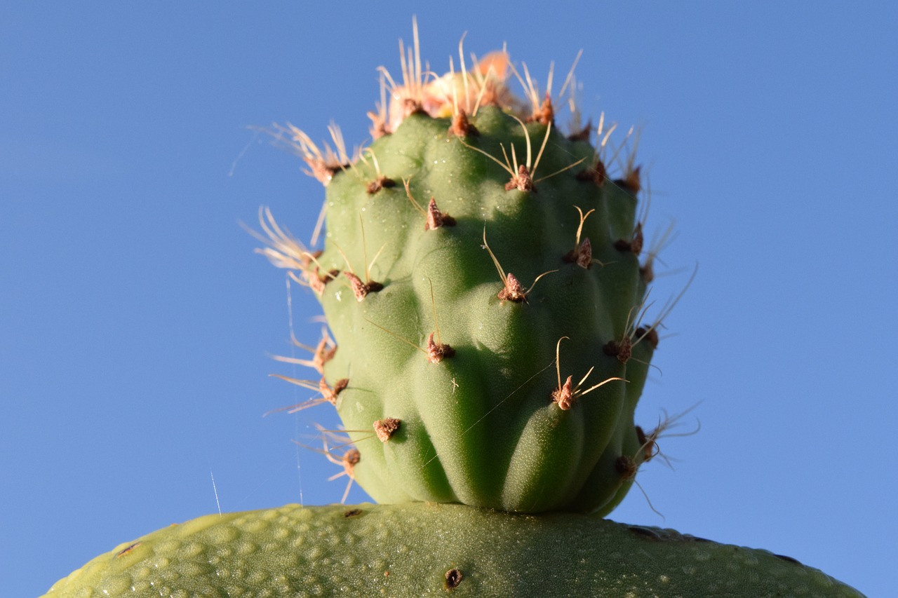 cactus prickly pear cactus greenhouse free photo