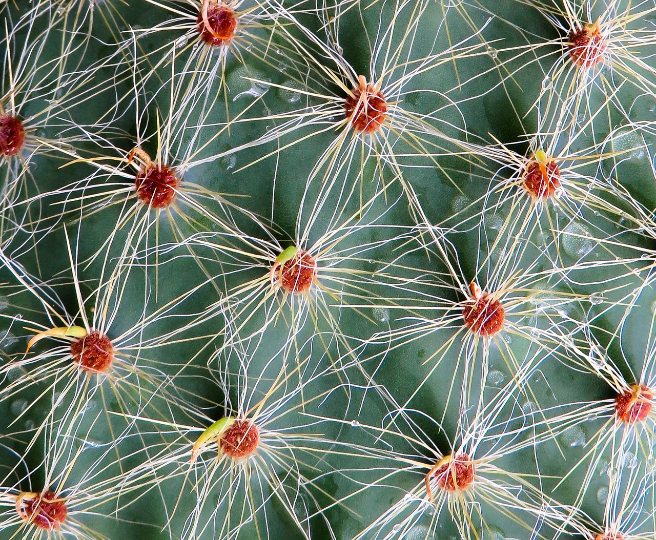 cactus sting plant free photo
