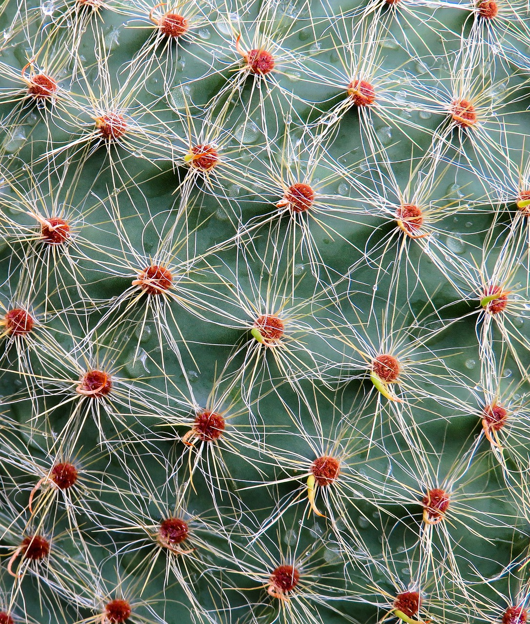 cactus sting plant free photo