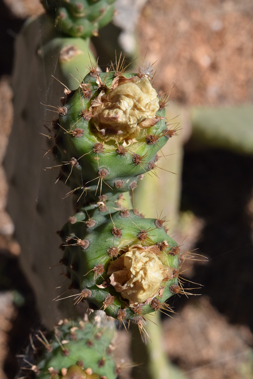 cactus prickly pear cactus greenhouse free photo
