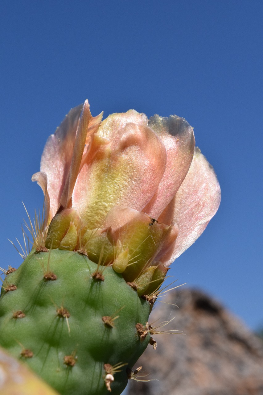 cactus prickly pear cactus greenhouse free photo