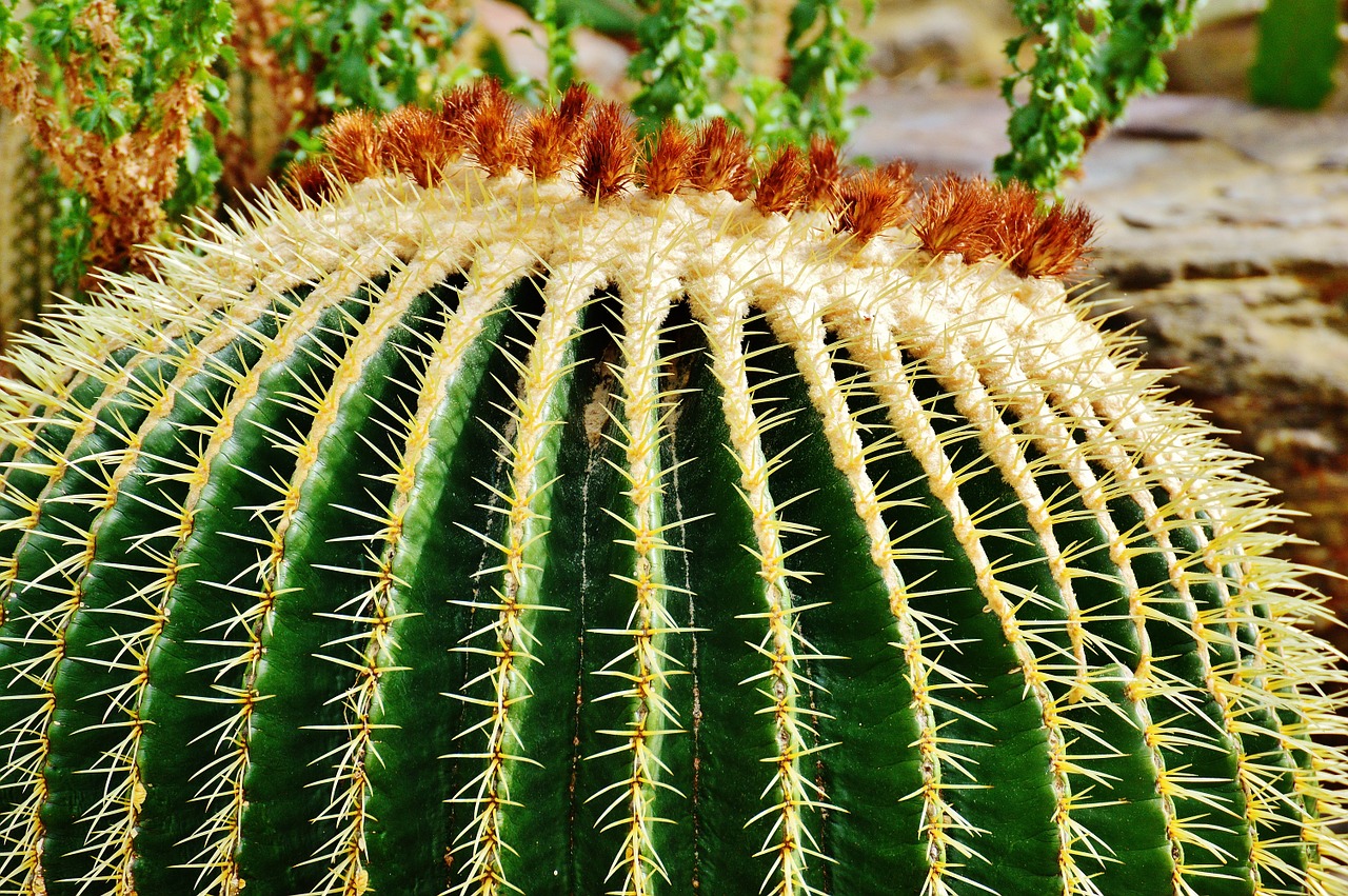 cactus plant nature free photo