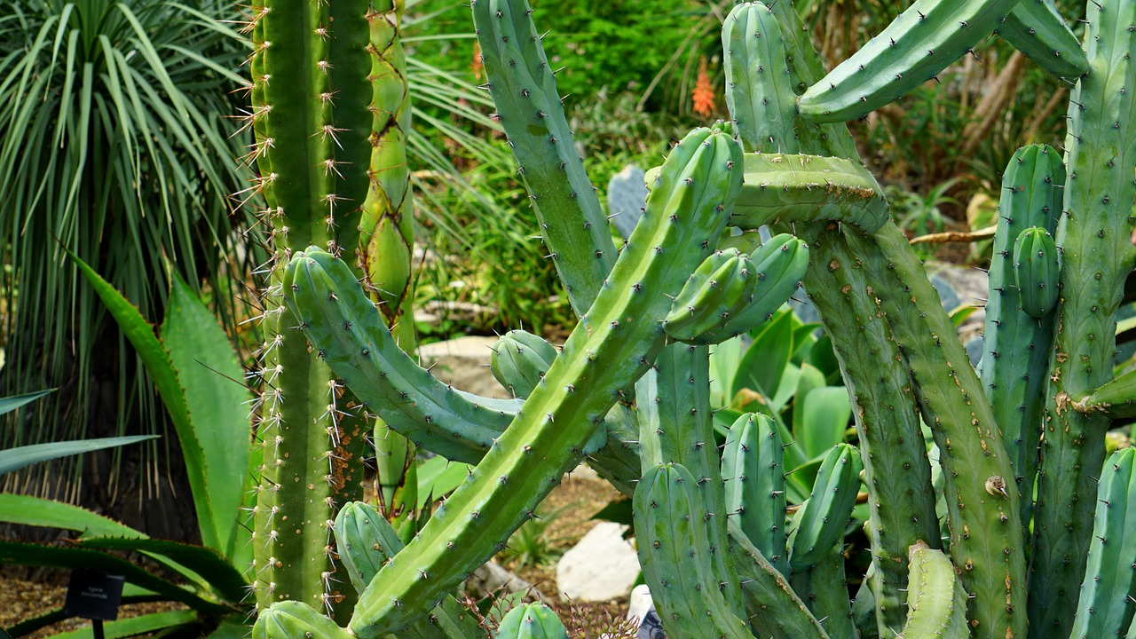 cactus green flower free photo