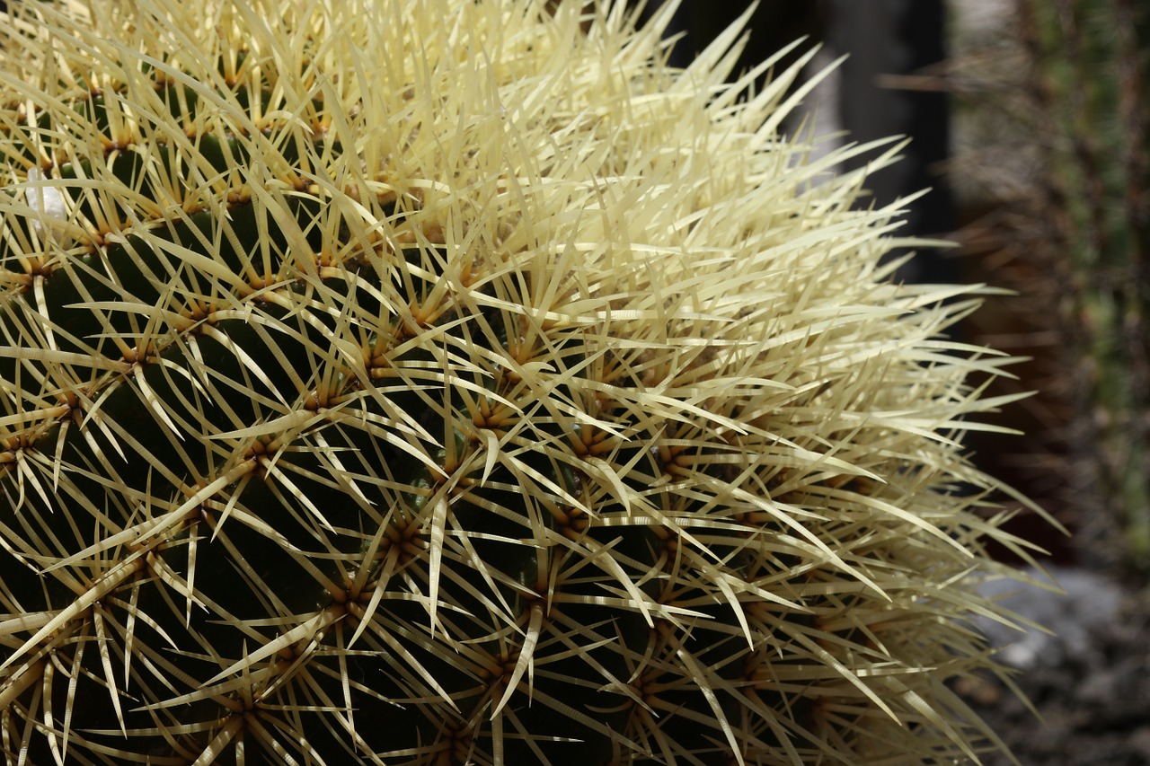 cactus spikes needles free photo