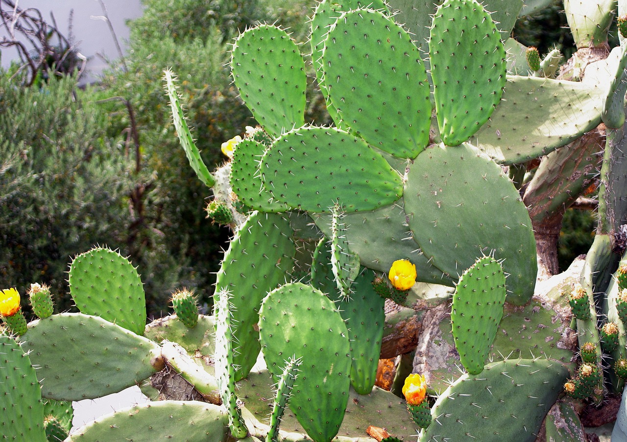 cactus snowshoes yellow flowers free photo