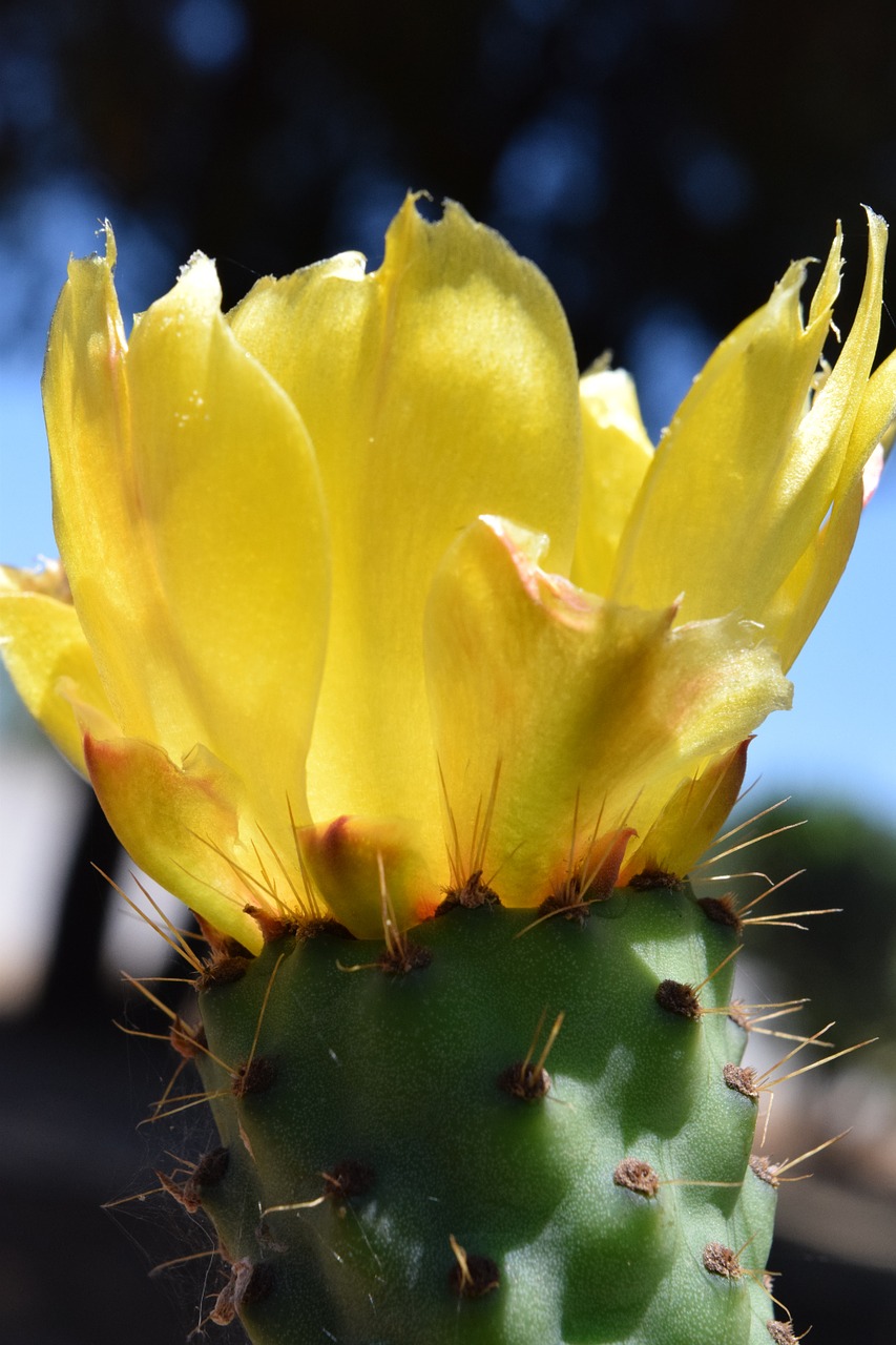 cactus blossom bloom free photo