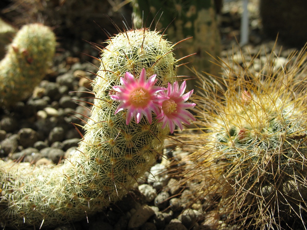 cactus succulent flower free photo