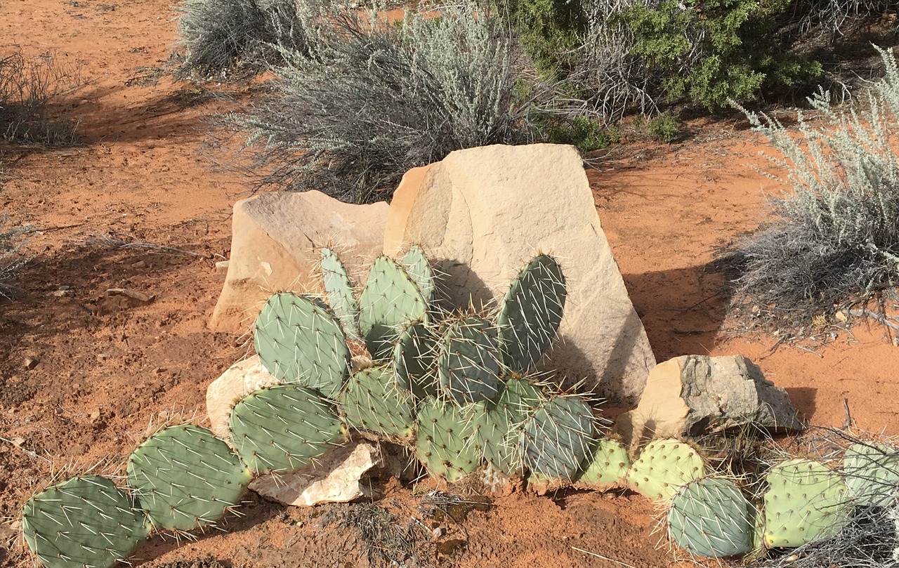 cactus rock desert free photo
