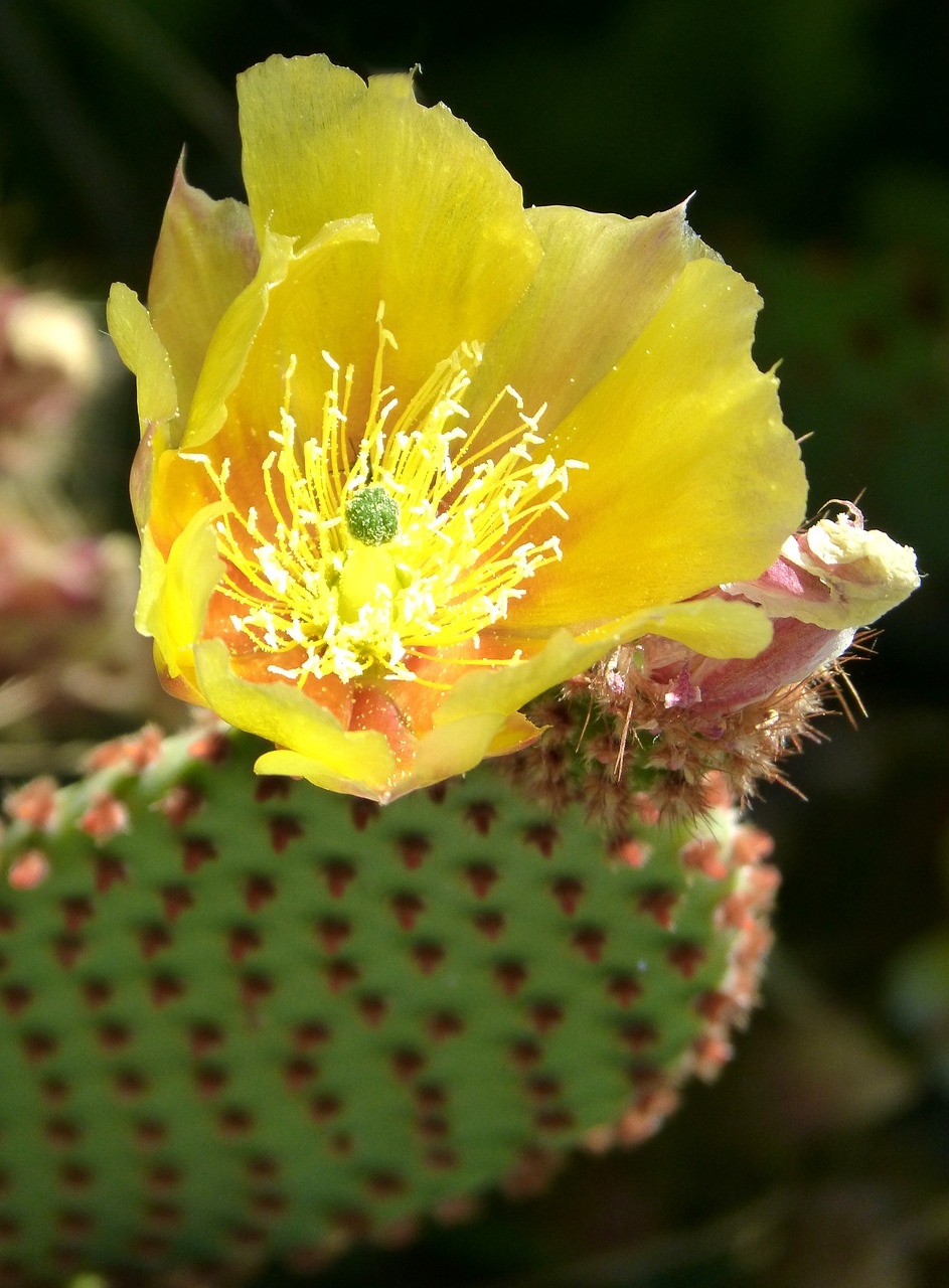 cactus flowering cactus detail free photo