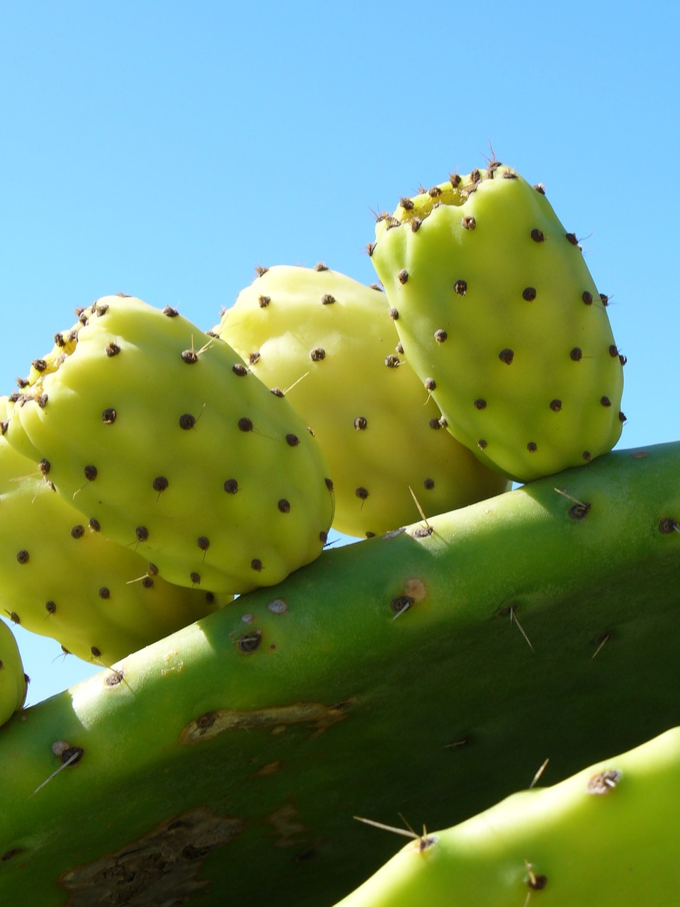 cactus fruit cactus greenhouse free photo