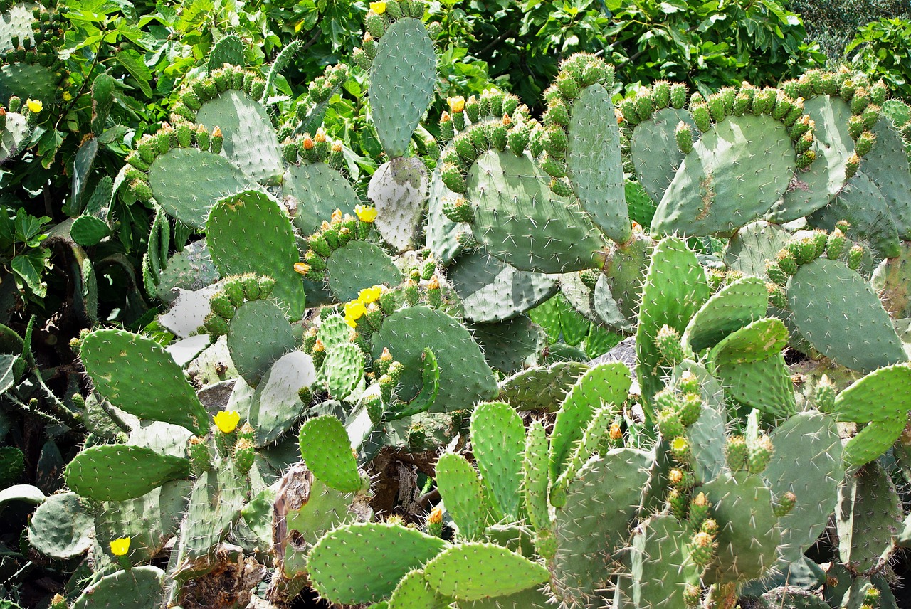 cactus opuntia snowshoes free photo