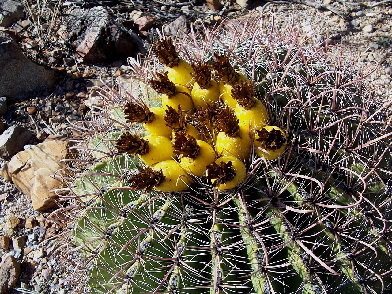 cactus barrel cactus arizona free photo