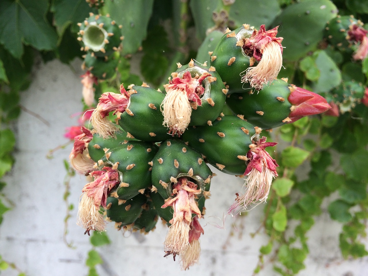 cactus flower green free photo