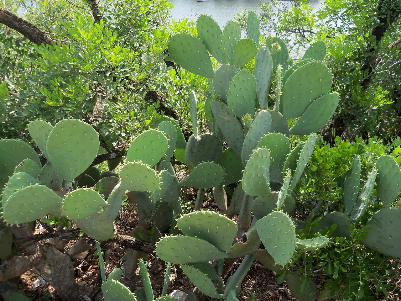 cactus desert desert plant free photo
