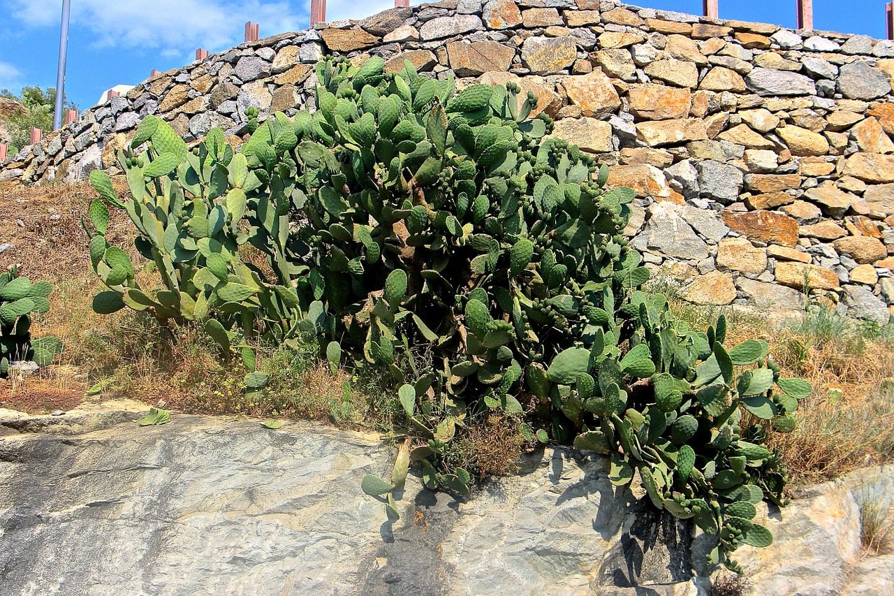 cactus green plant free photo