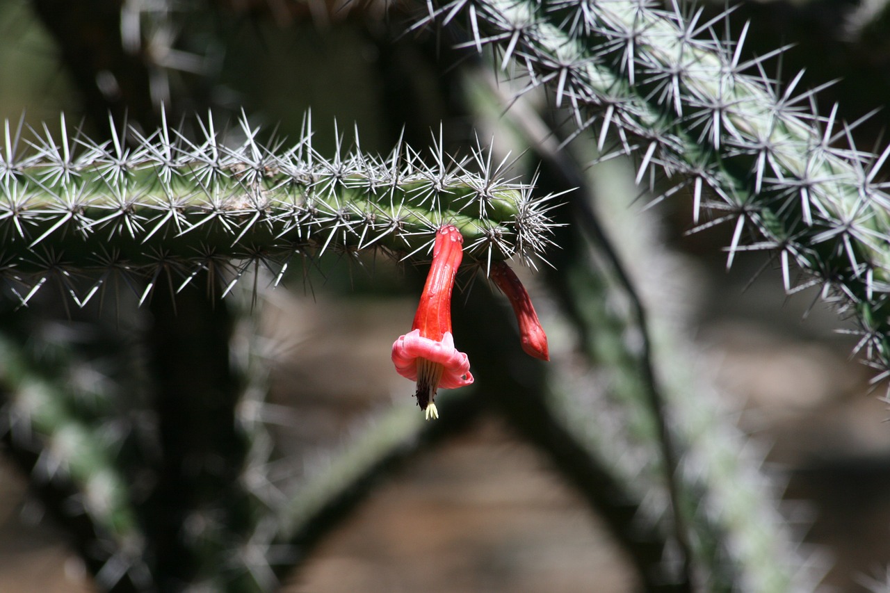 cactus plant botany free photo