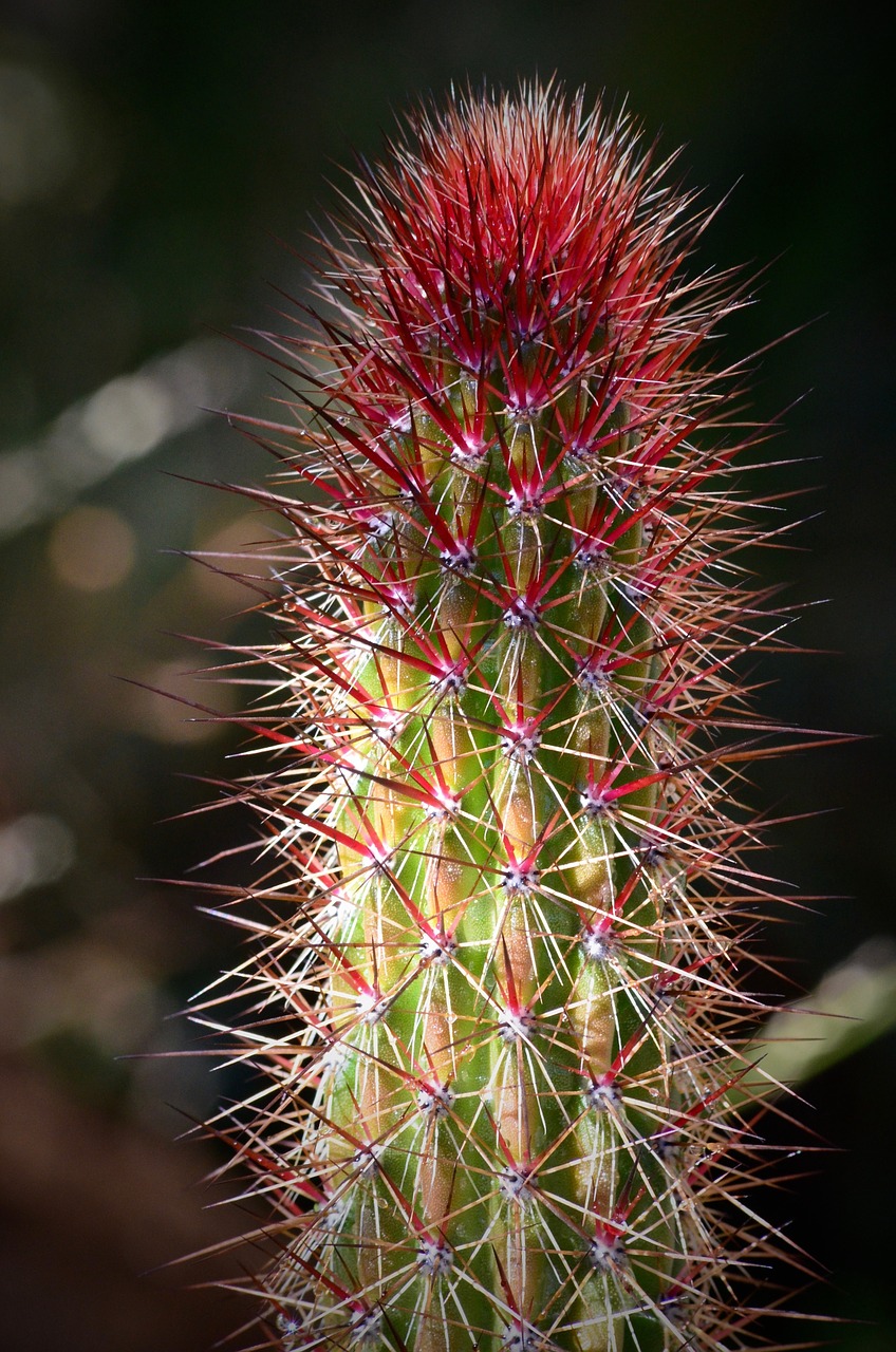 cactus green nature free photo