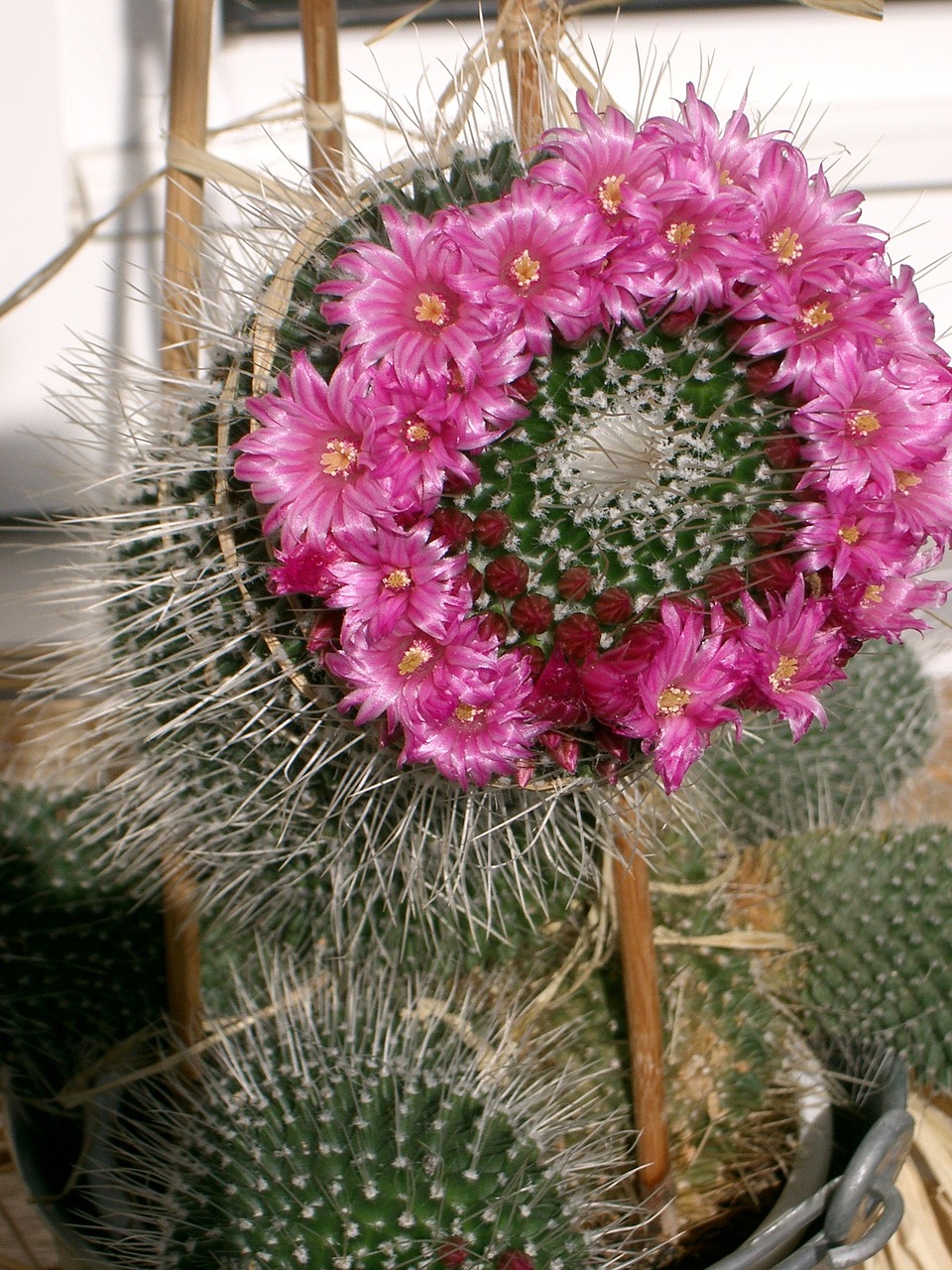 cactus flowers beautiful free photo