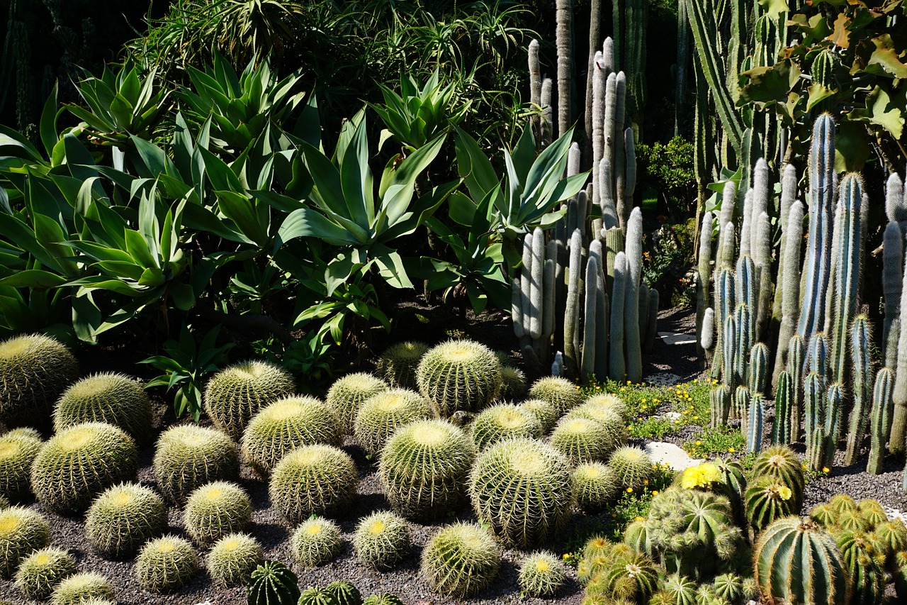 cactus green plant free photo