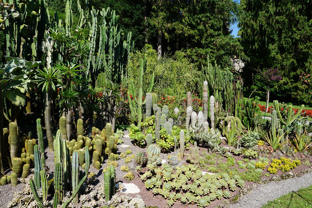 cactus botanical garden überlingen free photo