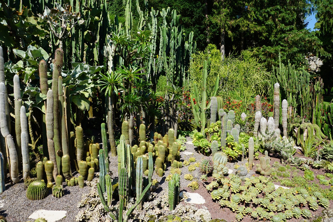 cactus green plant free photo