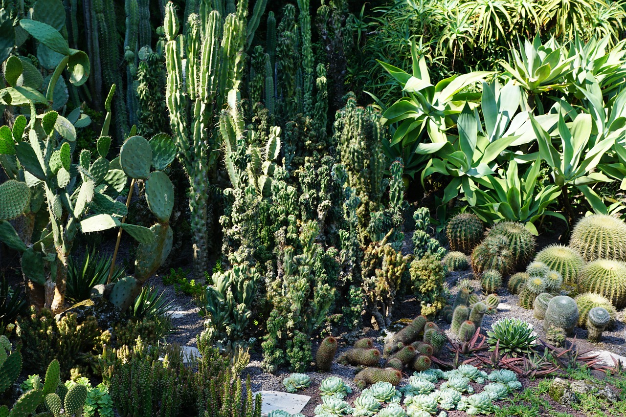 succulents cactus botanical garden free photo
