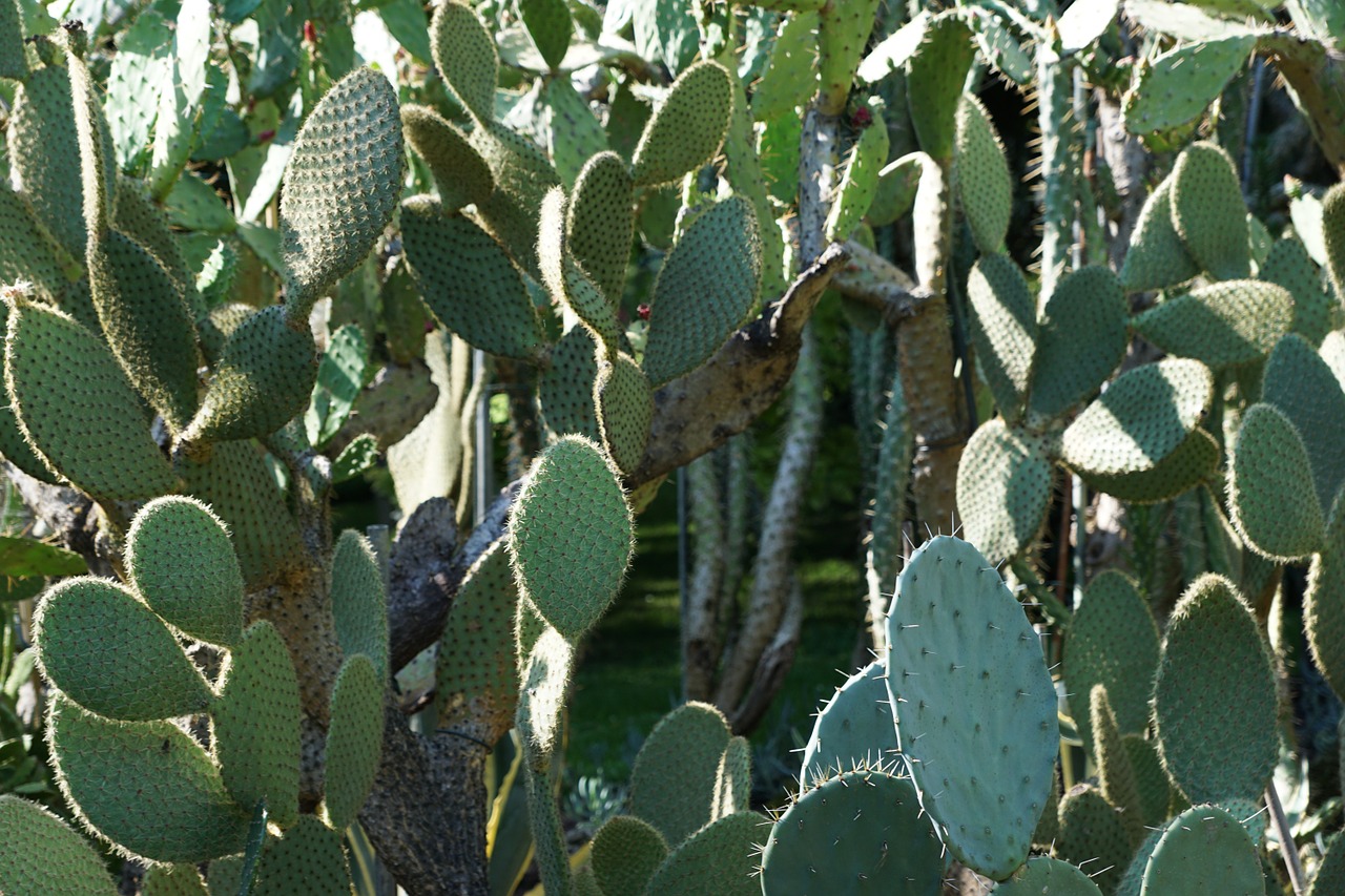 cactus botanical garden überlingen free photo