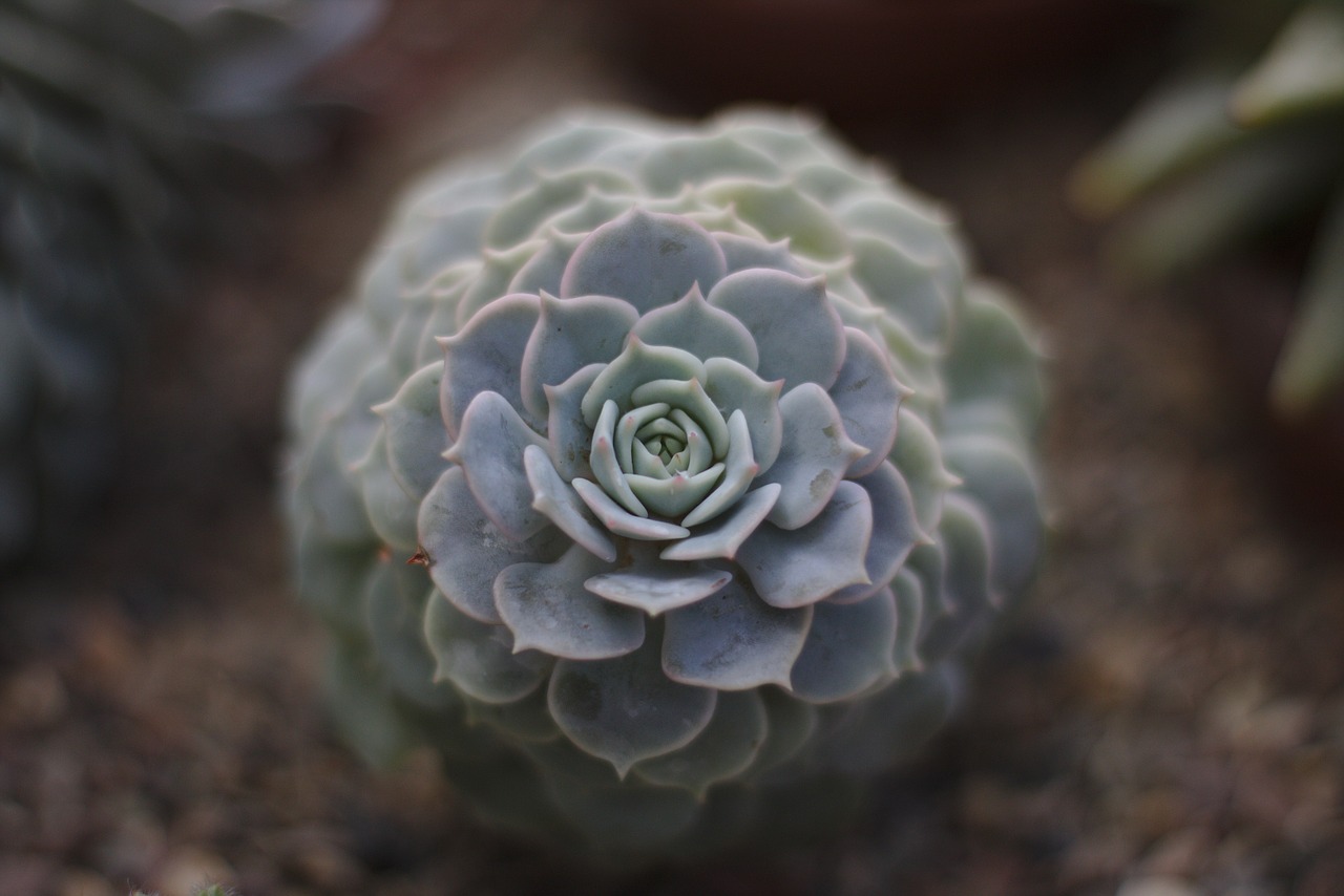 cactus plant nature free photo