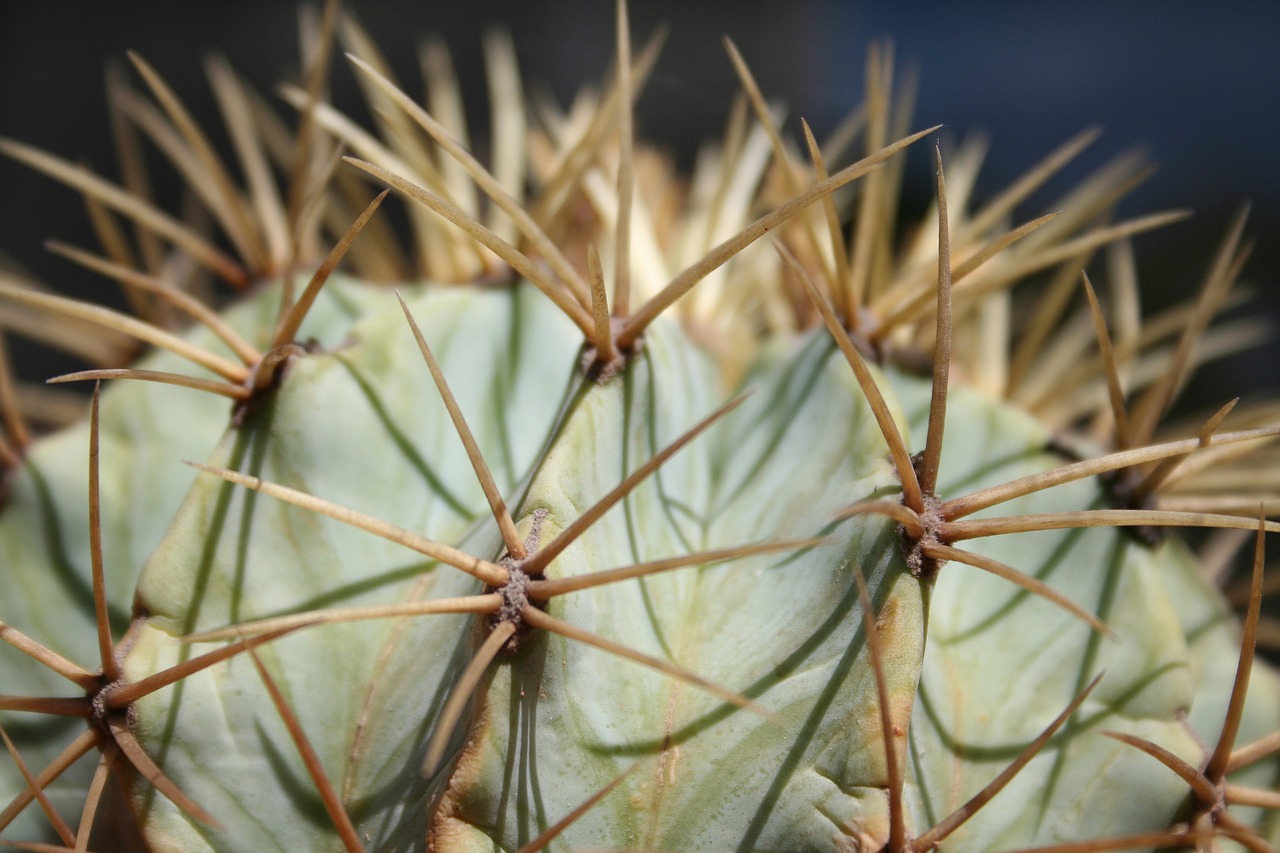 cactus tropical tropics free photo