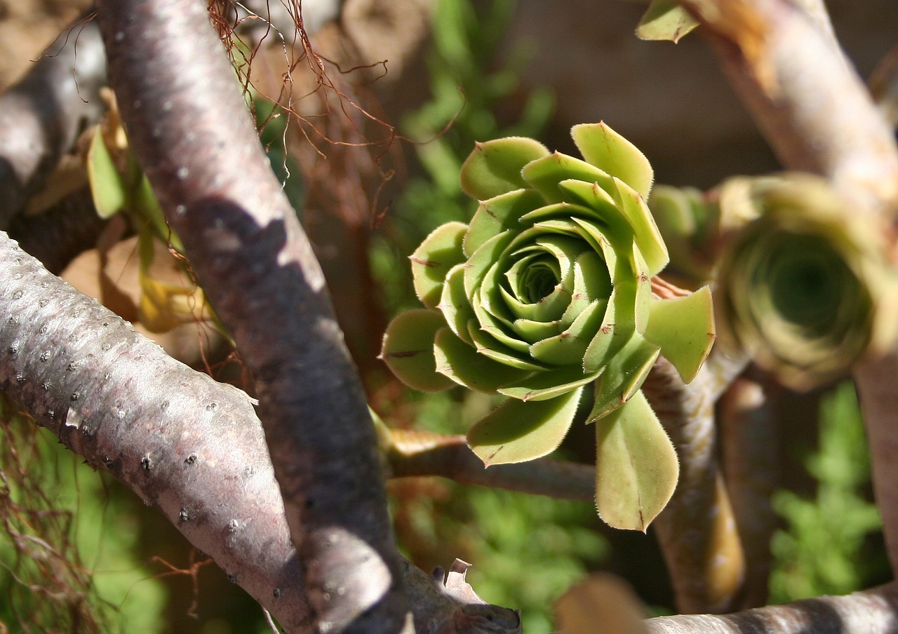 cactus tropical tropics free photo