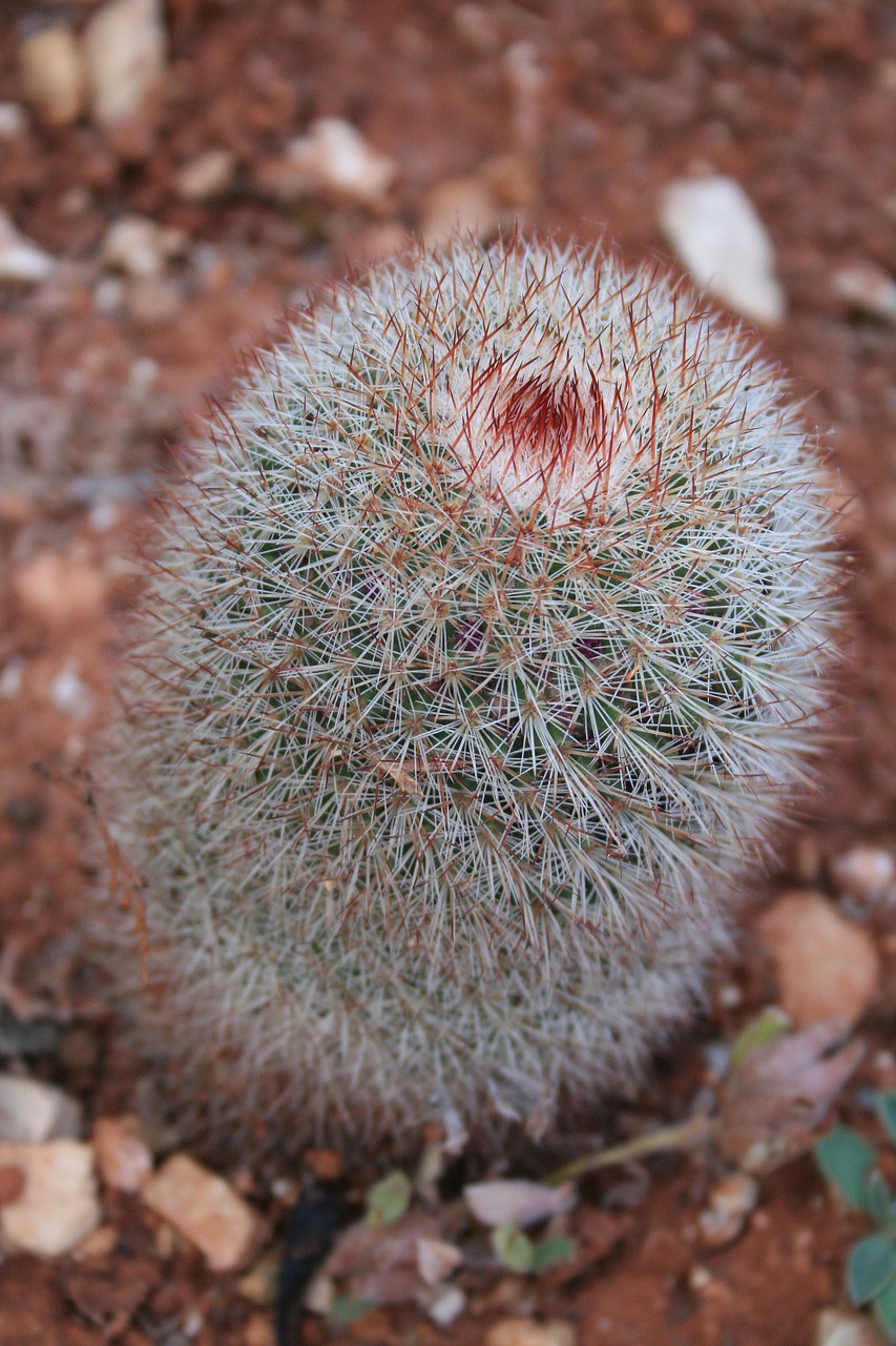 cactus tropical tropics free photo