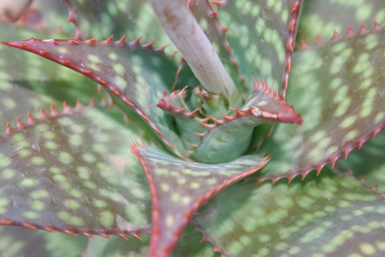 cactus tropical tropics free photo