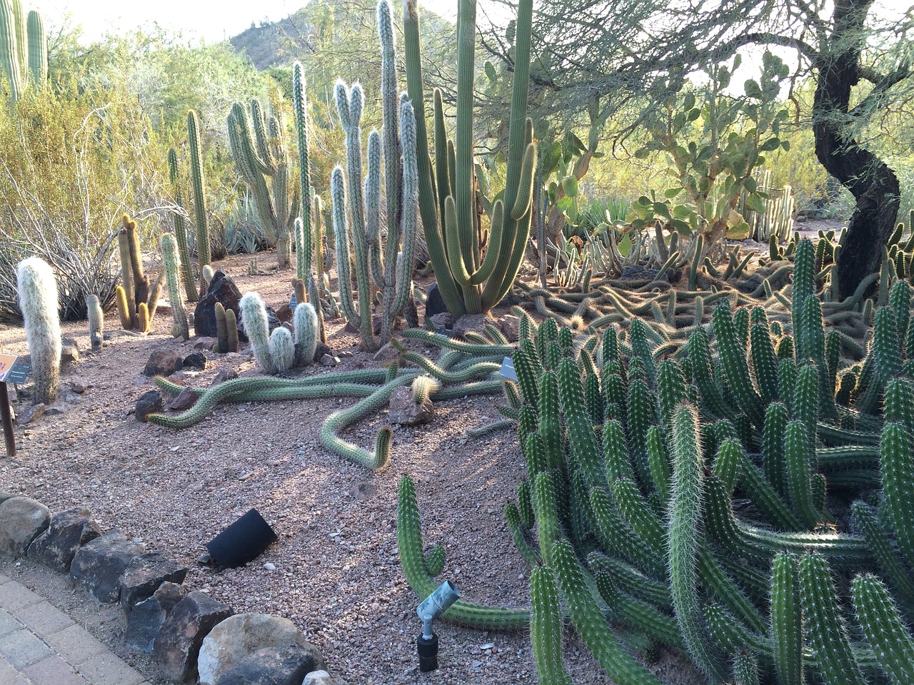 cactus arizona desert free photo