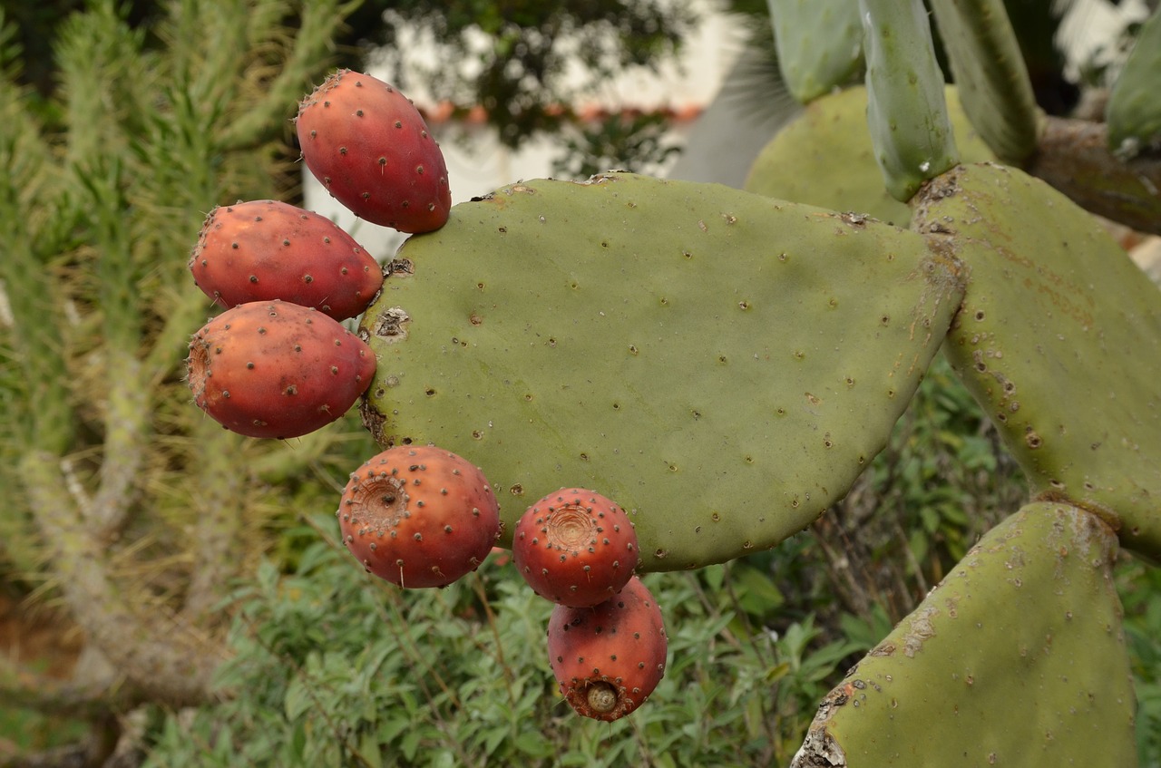 cactus fruit plant free photo