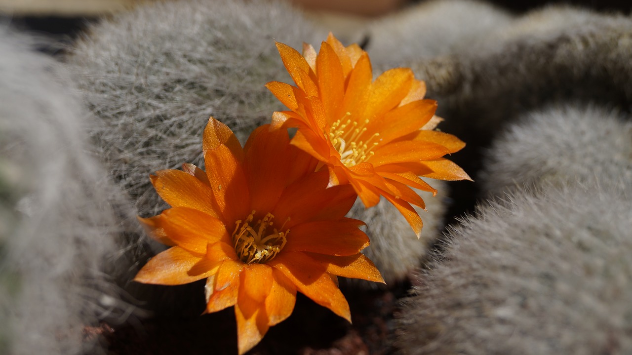 cactus flower flowering cactus free photo