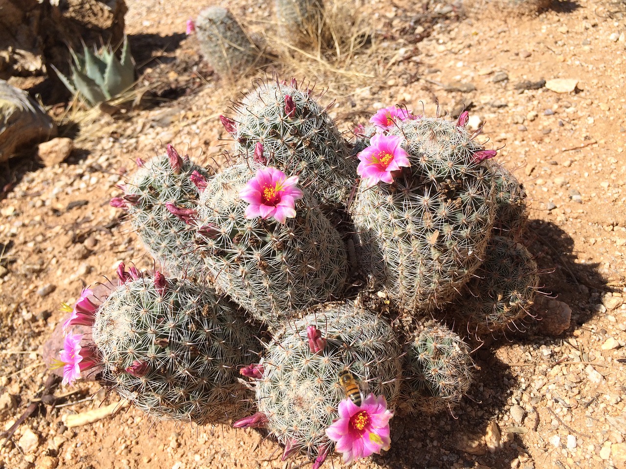 cactus cacti pincushion free photo