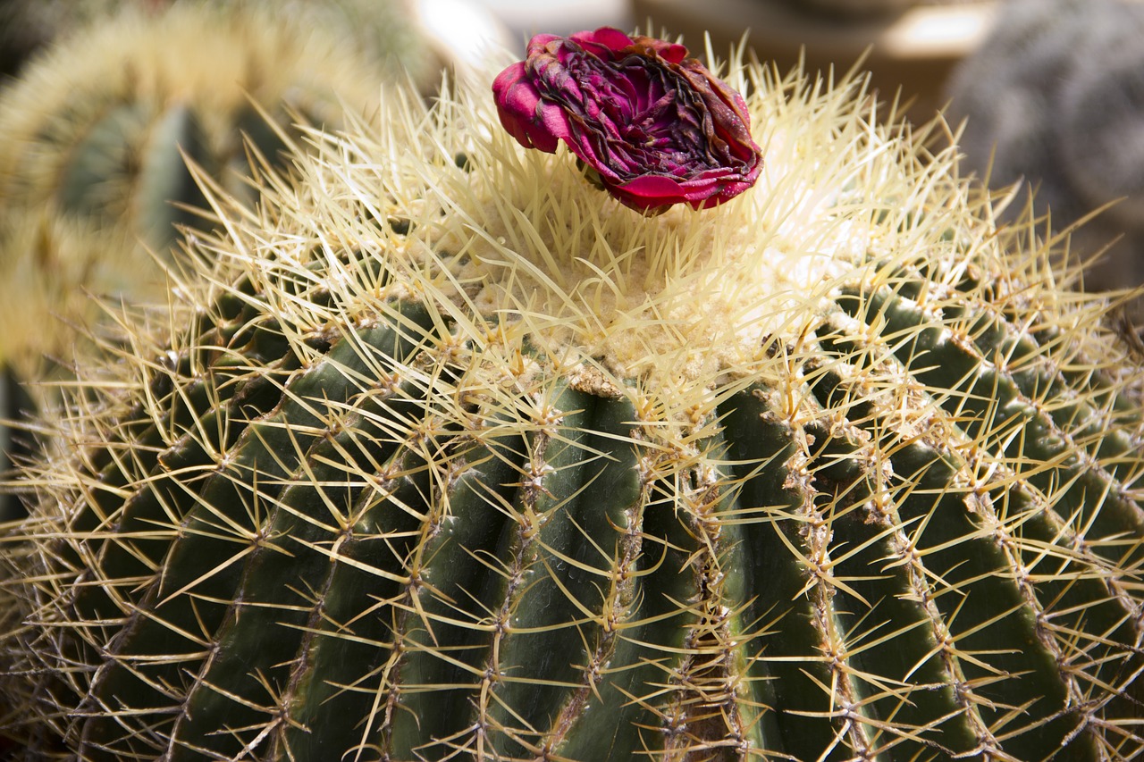 cactus plant cacti free photo