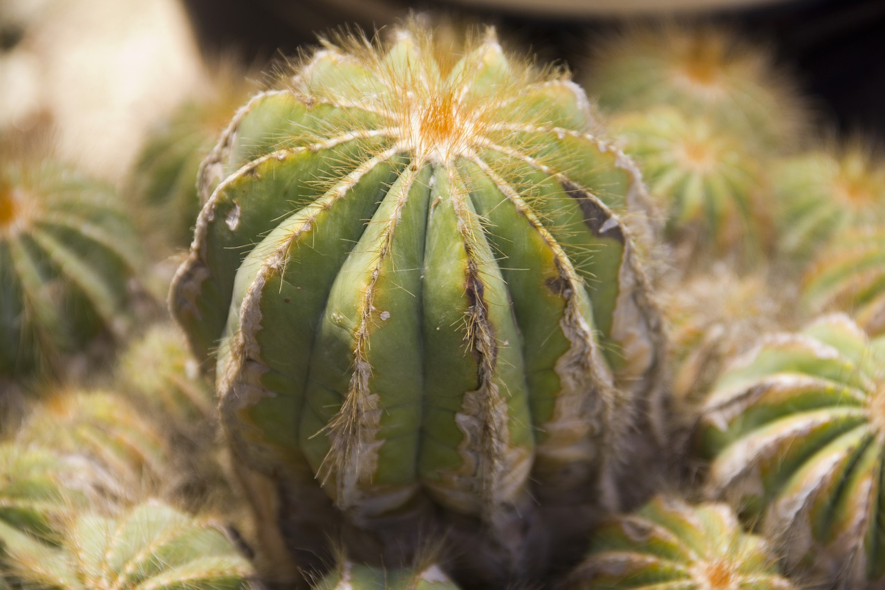 cactus plant cacti free photo